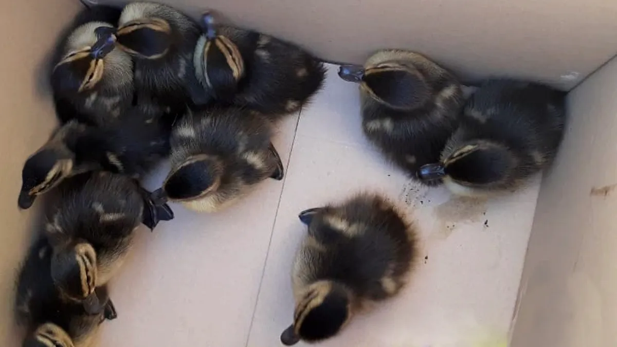 elf eendenkuikens gered