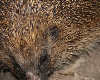 empbd102wq1fq7mbotnjp3fwo 99462