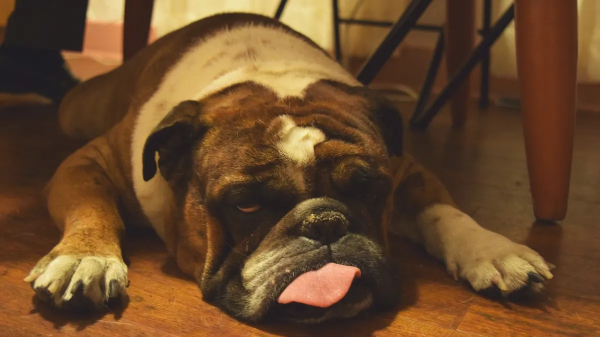 engelse bulldog cc0 pxhere