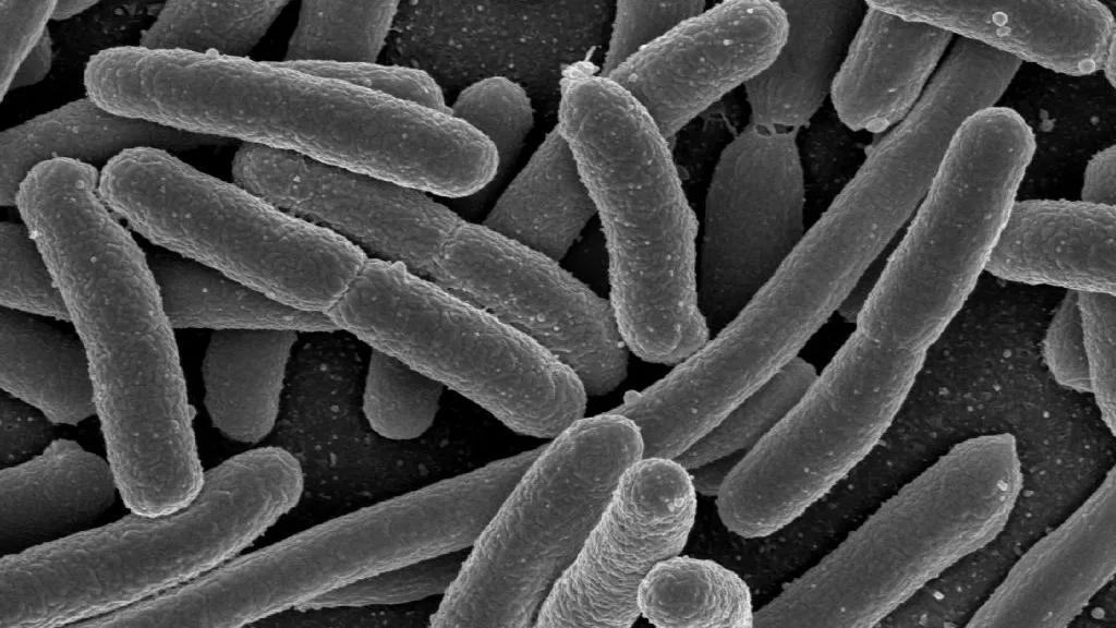 esbl vormendebacterien