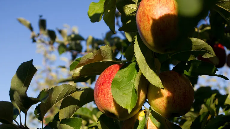 exzs3yyh8wagvoao4vrghfvpn appelpluk 2010 appel appels oogst door niels pachango cc2