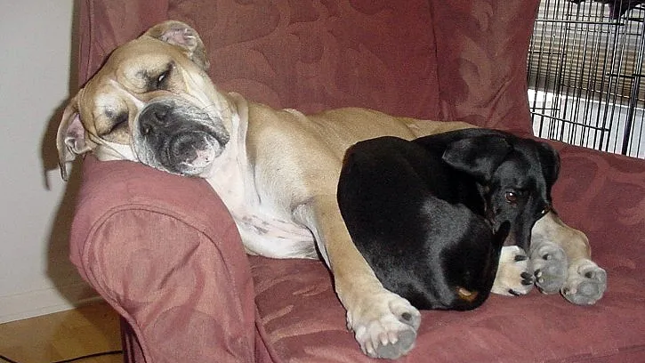 ezesizrjijuojeluxszqwetpw nachtrust slapende honden