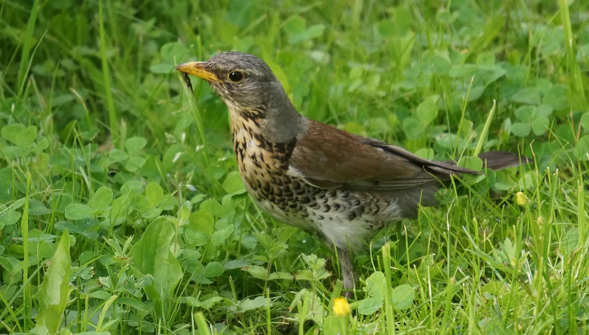 fieldfare 123321 1280 kramsvogel cc0 pixabay