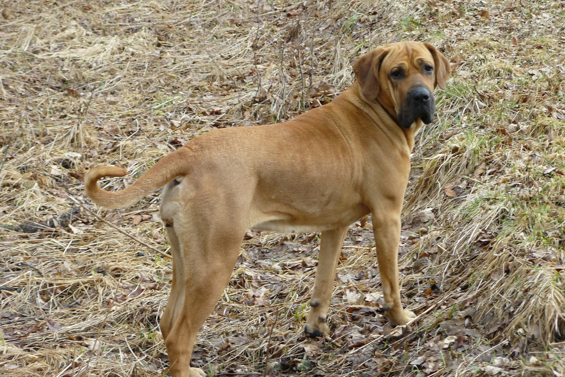 fila brasileiro cc0