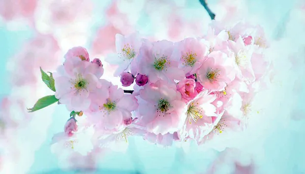 flowers 290855 1280 kers bloesem