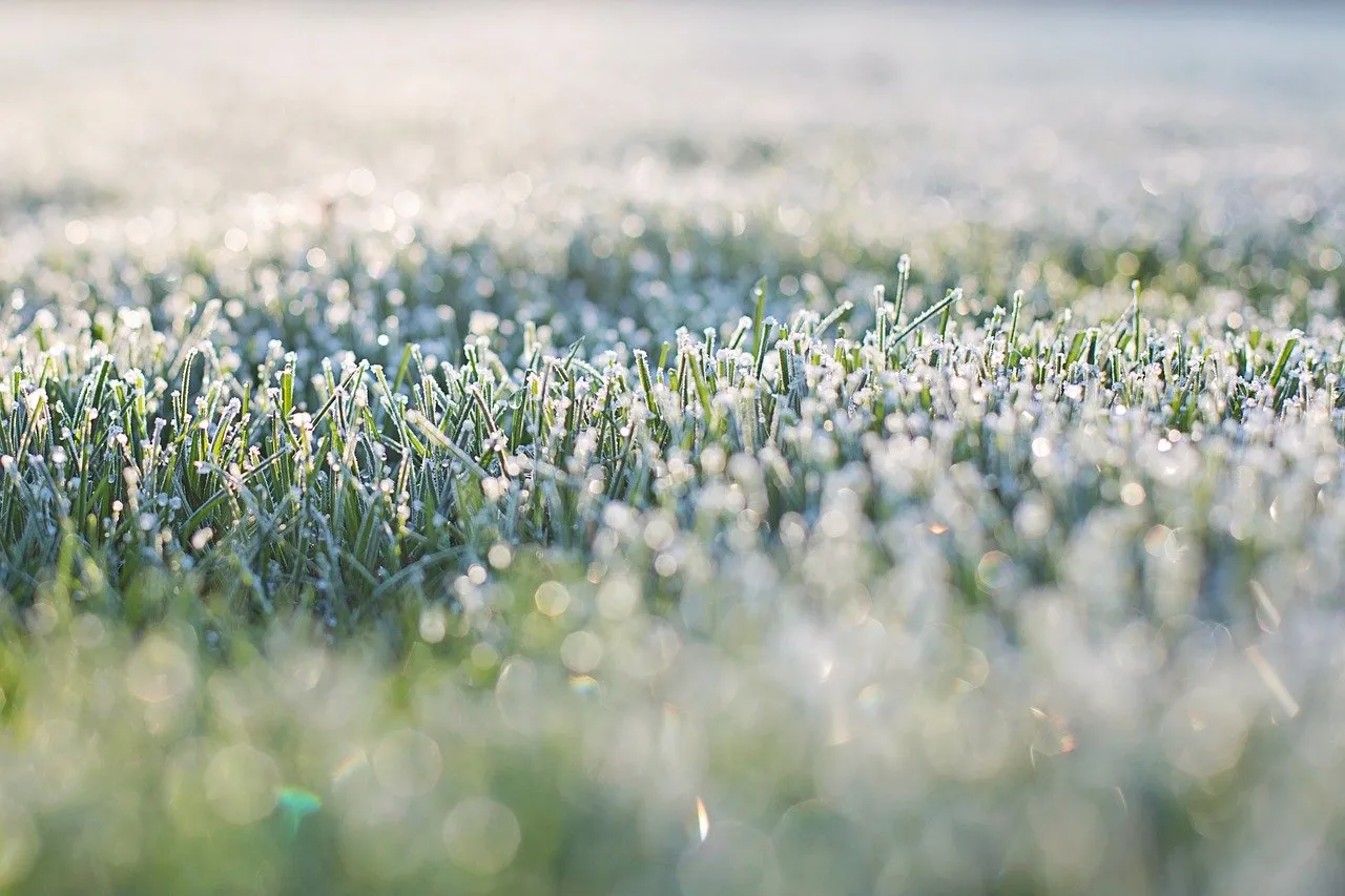 frost on grass 1358930 1280 nachtvorst grasveld