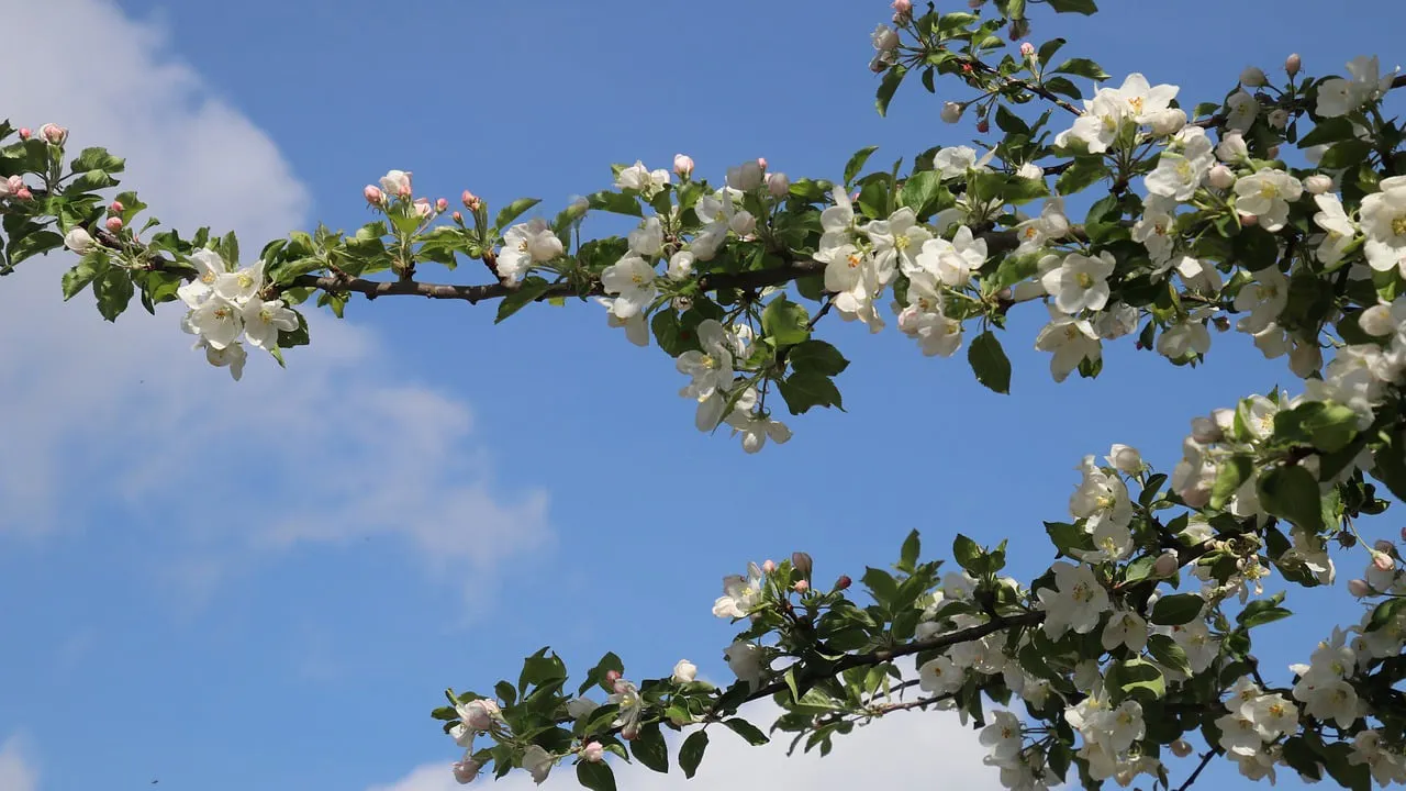 fruitbomen cc0 pasja1000 via pixabay