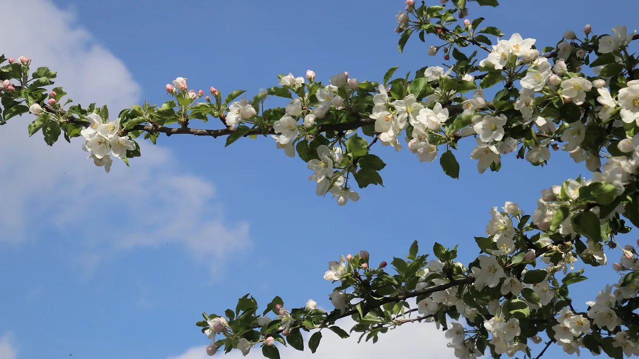 fruitbomen cc0 pasja1000 via pixabay