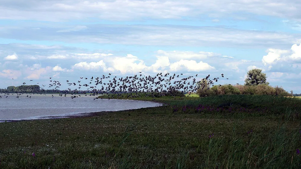 g1eje77oilvmf74nb6ps86gj9 migratory birds 2699891280 trekvogels