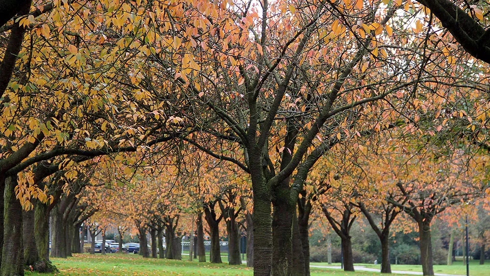 g8gg9ne4o8pwgpwgjov7z2ewy herfst 2014 vijverweg sittard