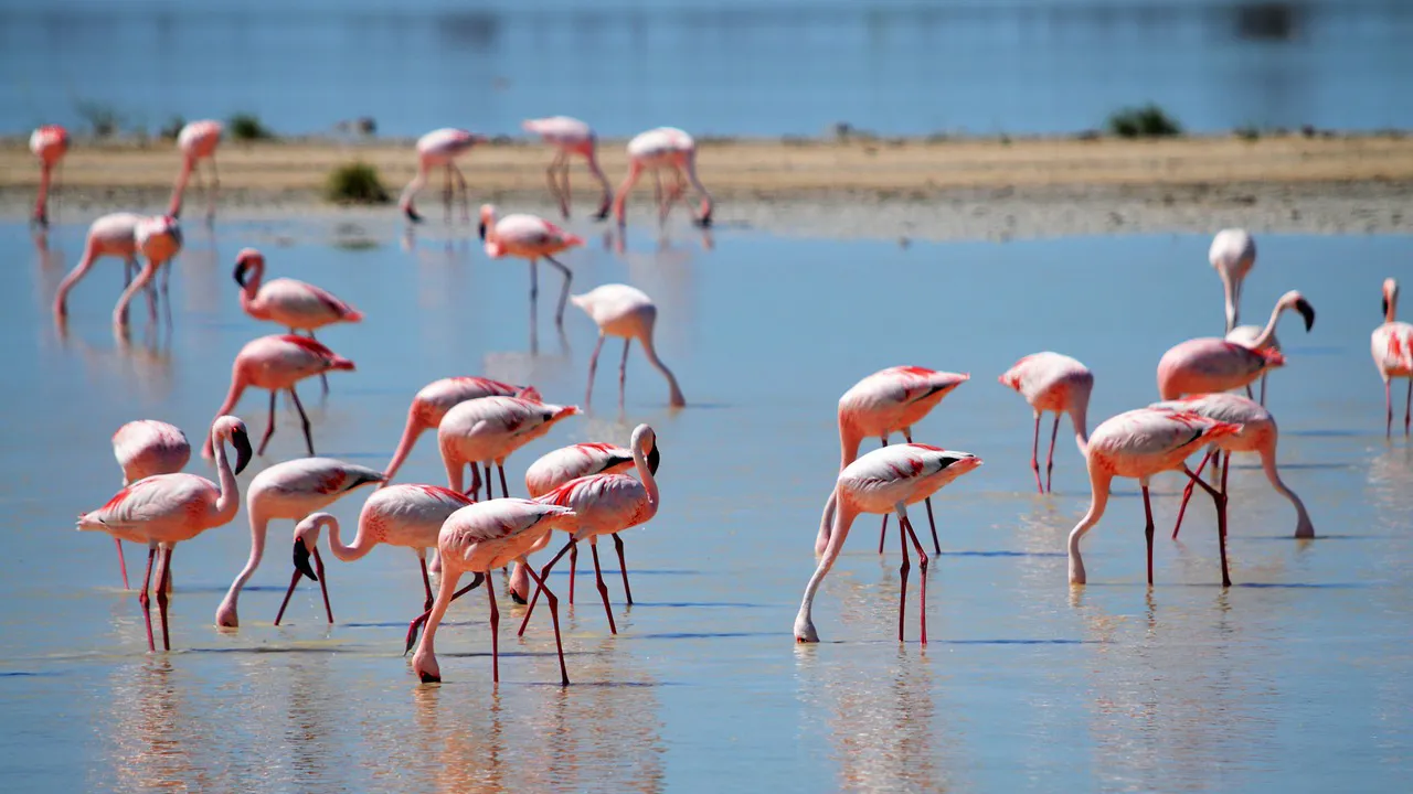 gaia zoo cc0 pixabay flamingos 2037497 1280