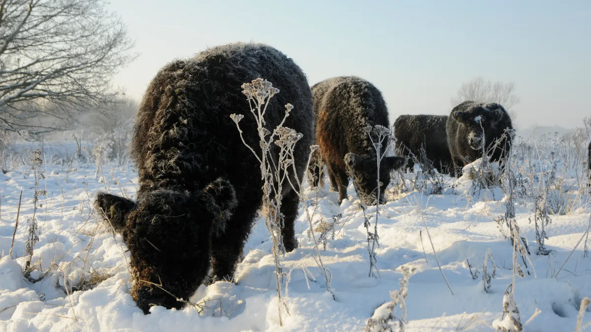 galloway 2012 henk heijligers verkleind