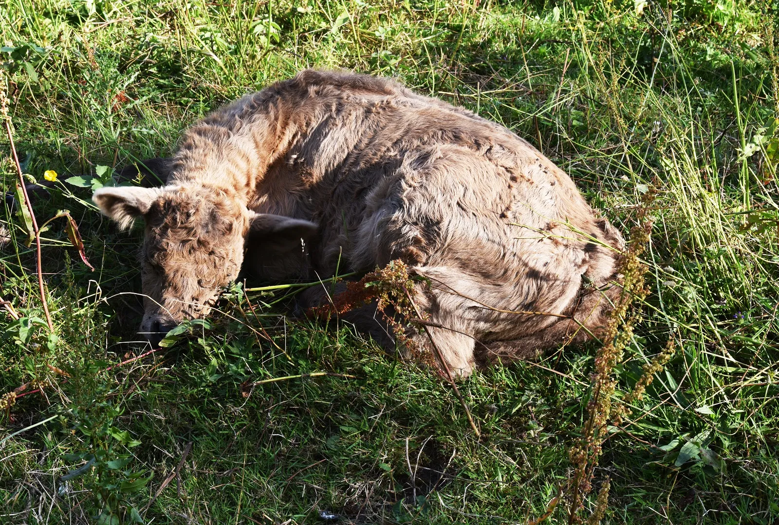 gallowaykalfje in de maasvallei thieu vogels