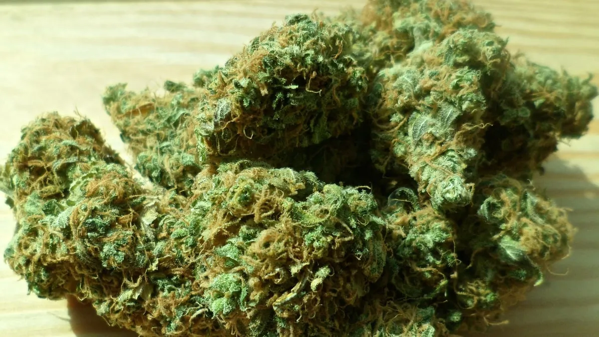 gedroogde henneptoppen cannabis 448661 1920 hennep cc0 public domain