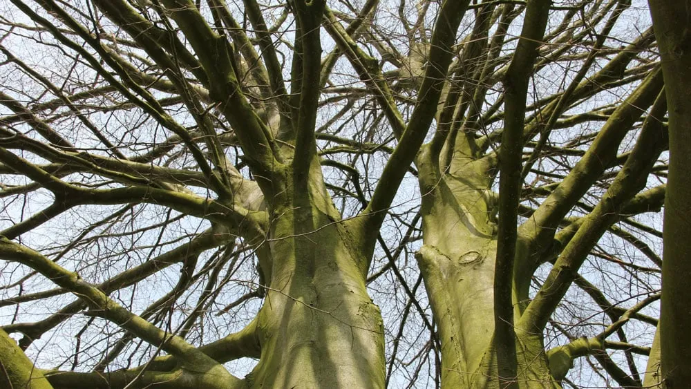 geheime tuinen 1 16 9