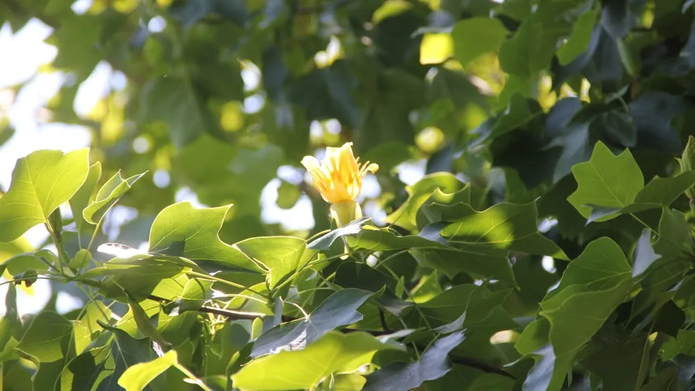 geheime tuinen bloem in boom