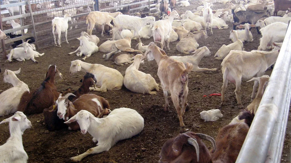 geiten geitenfarm boerderij stal