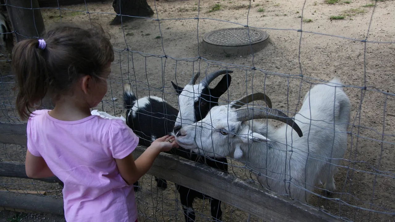 geiten op kinderboerderij cc0 pixabay