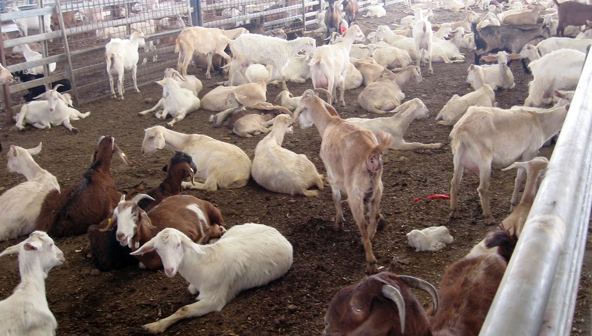 geitenboerderij daniel ventura cc by sa 30 via wikimedia commons