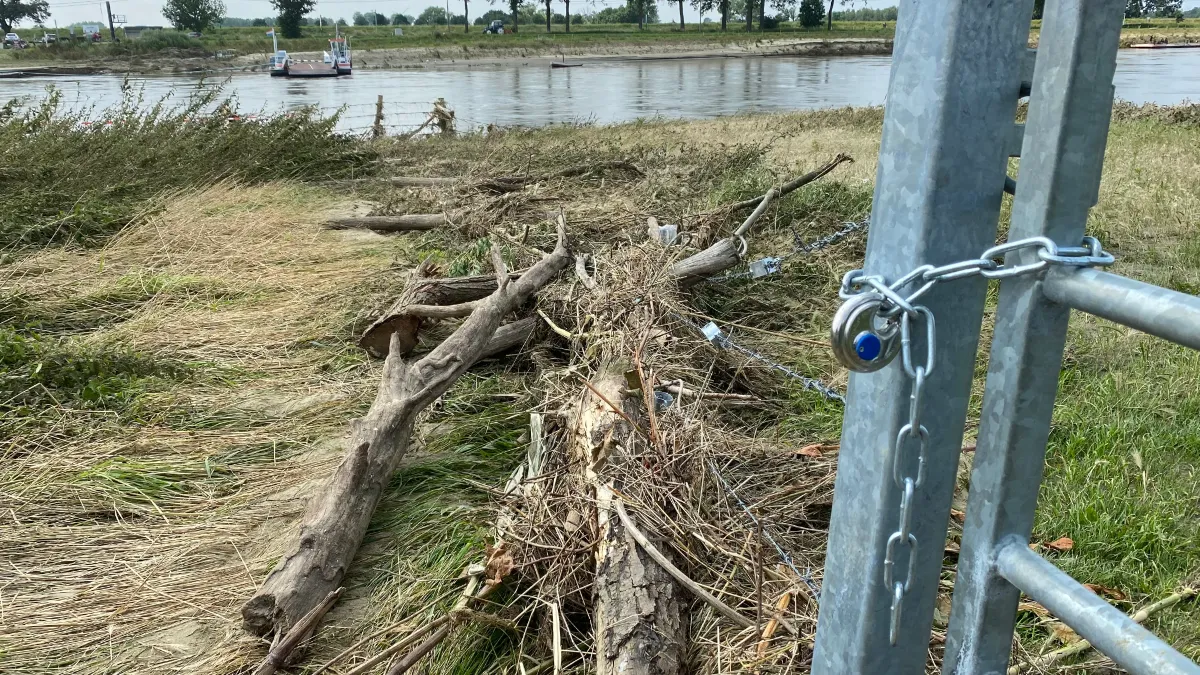 gestrand drijfhout maas bij veerpont berg aan de maas