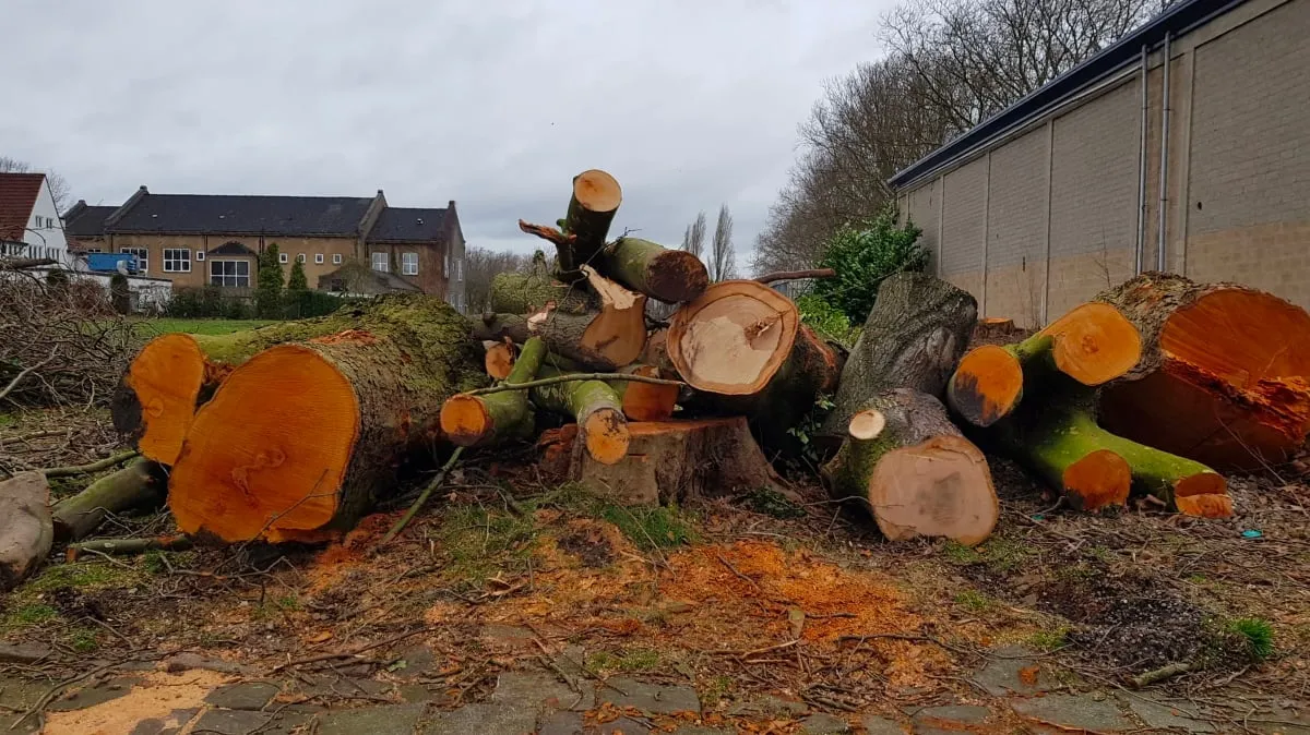 gevelde bomen mauritspark geleen