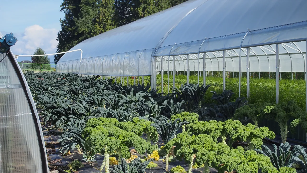 gewassenteelt groenten