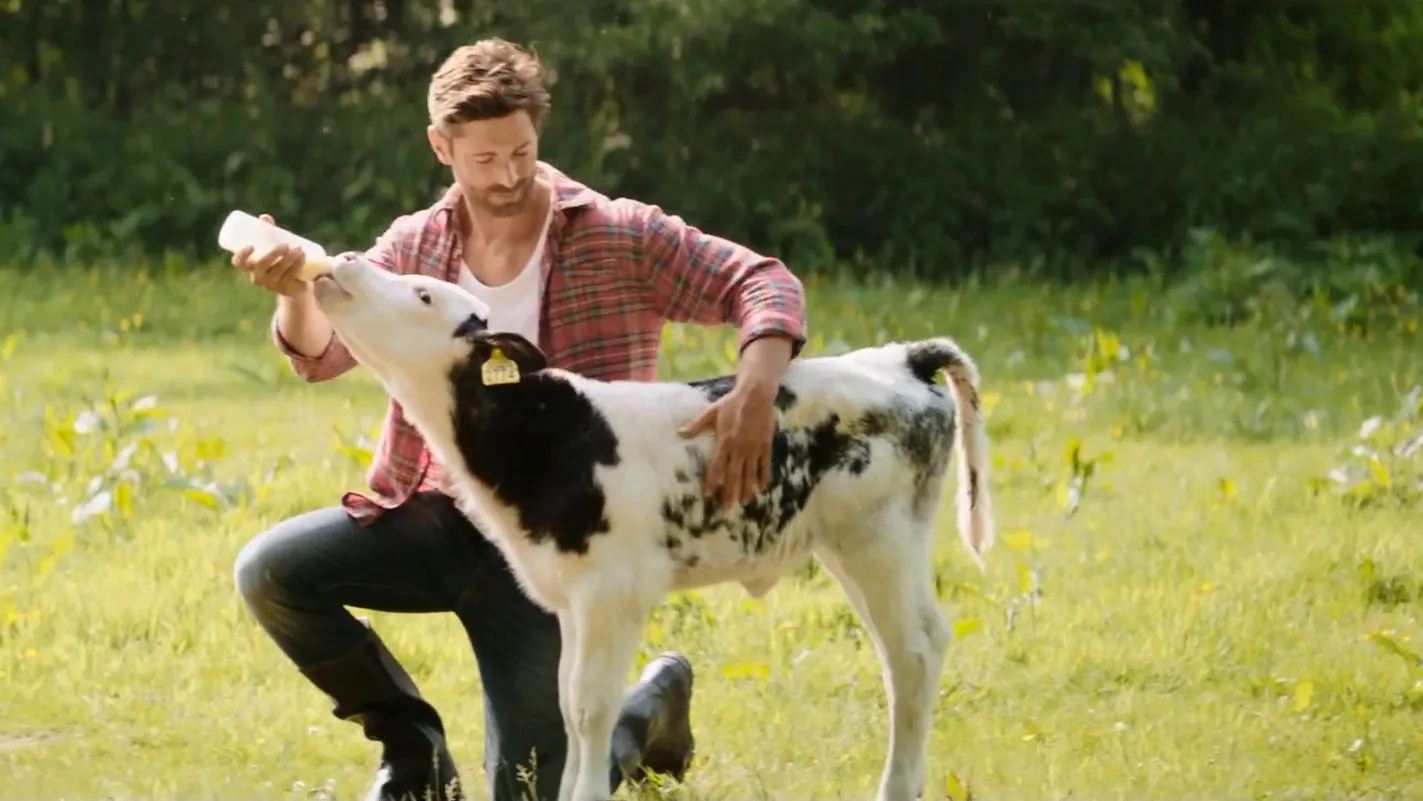 ghrjk6tqkeri7atbtwejosjpt koereclamefriesland campingamelkkalfboer