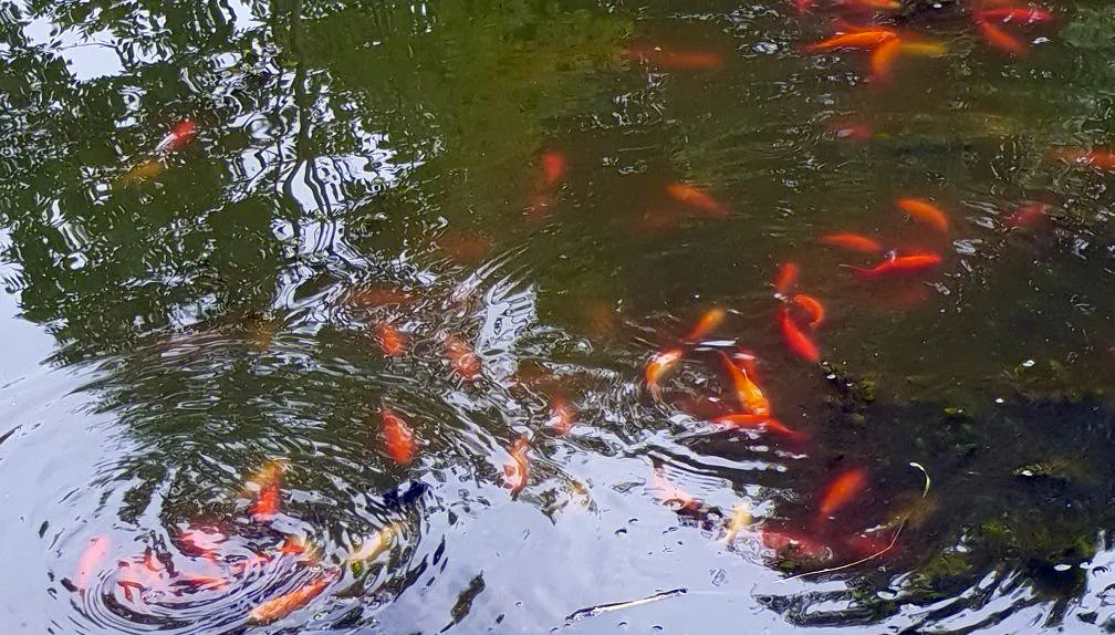 goudvissen hoeve haagsittard