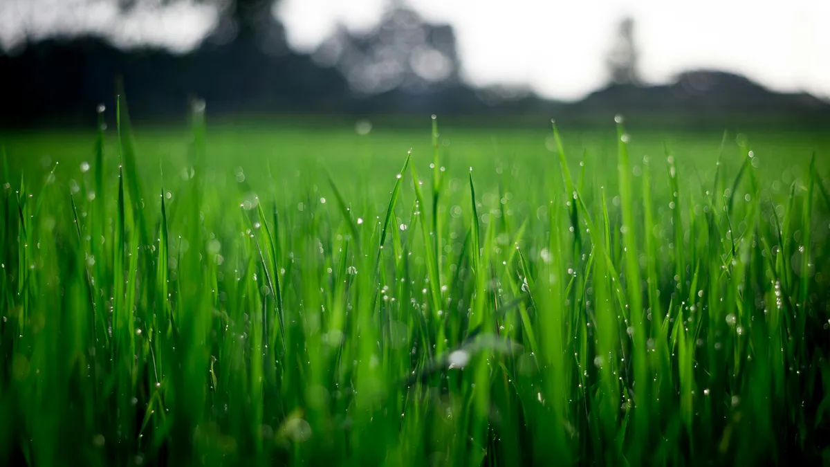 grasveld groene tuin