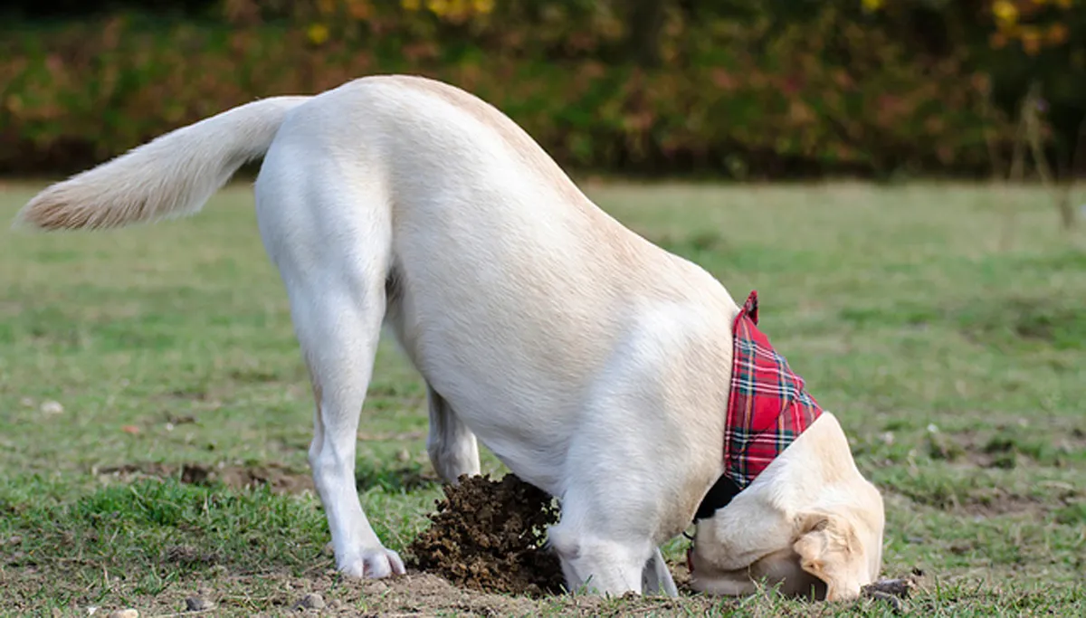 gravende hond eselsmann tm cc by 20 flickr 8167649487 a55527062d z