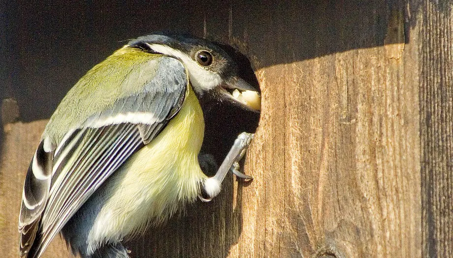great tit 1164947 1280 koolmees nestkast
