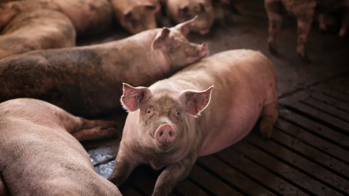 groep varkens huisdieren bij varkensboerderij