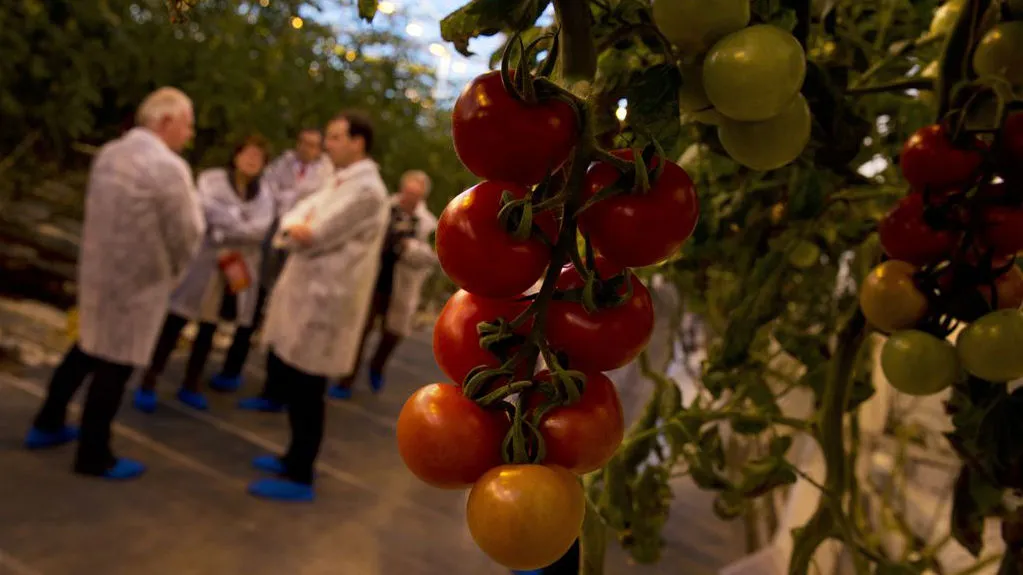 h08u017im4wvmokxhssxxfqa8 tomatentomaatkassenwestlandboerengroentevoedseletenhqfo