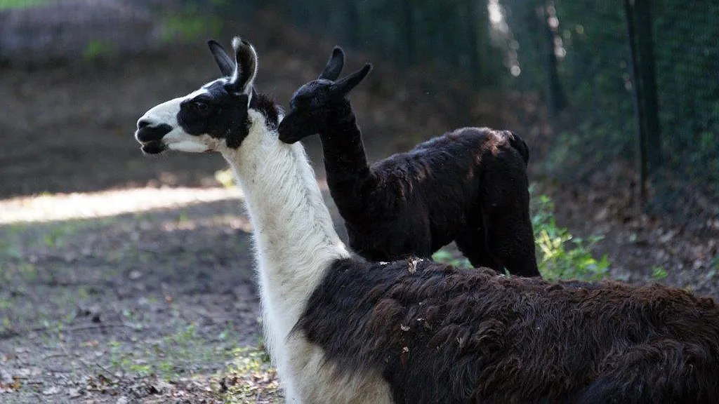 h3ma3kau02k99zmv940qlehox azura en akilia