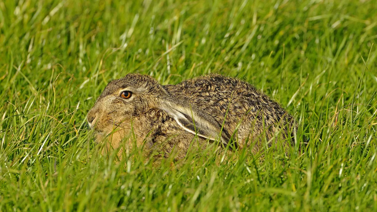haas henk heijligers 0611