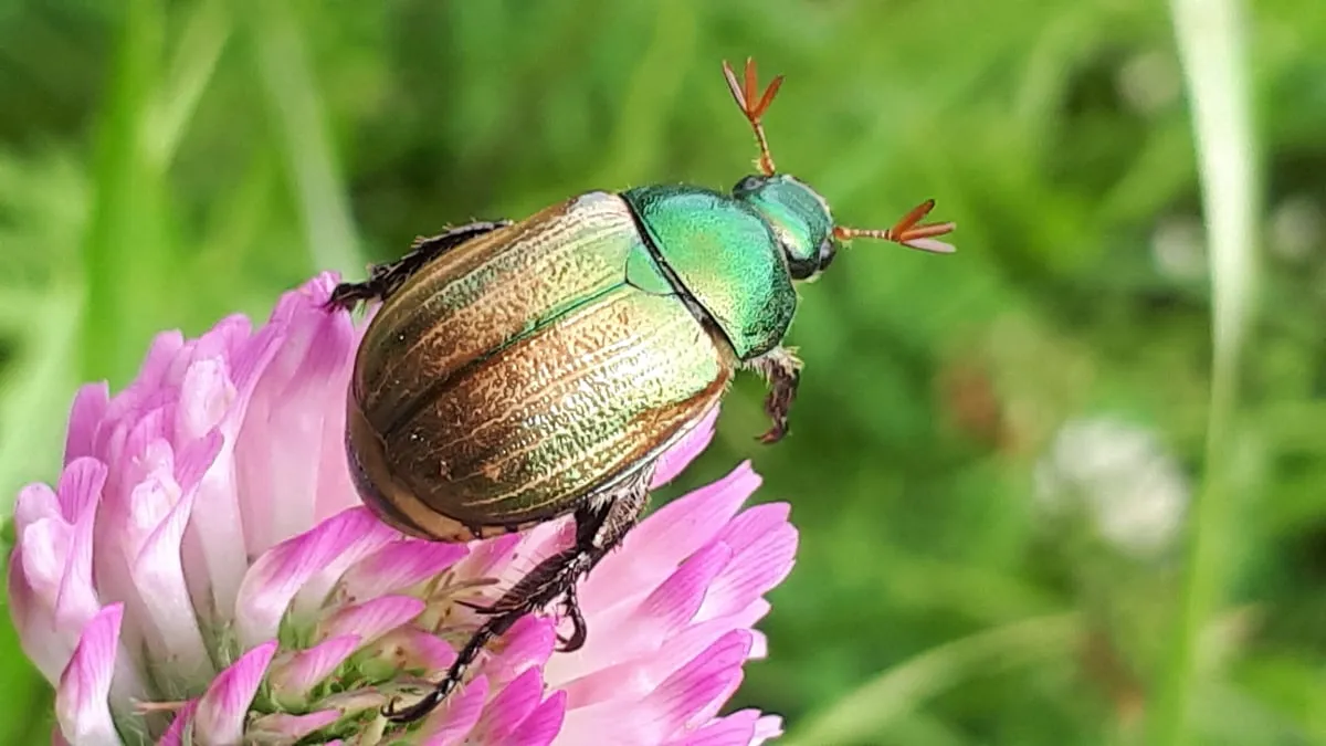 hb kleine julikever 1