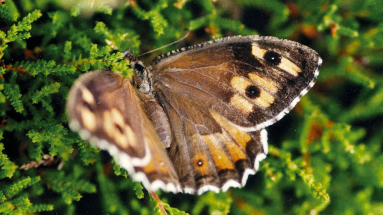heivlinder via wikimedia