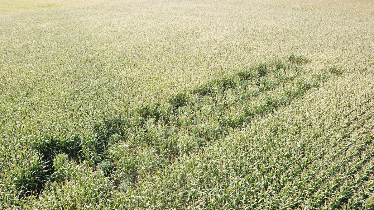hennep in een maisveld