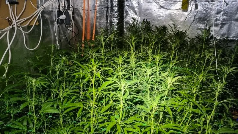 hennepkwekerij hyacinthenlaan geleen foto politie westelijke mijnstreek