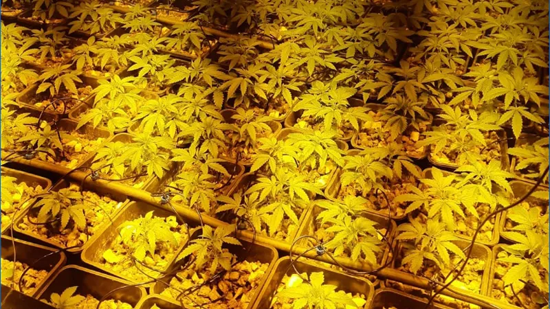 hennepplantage schoolstraat echt