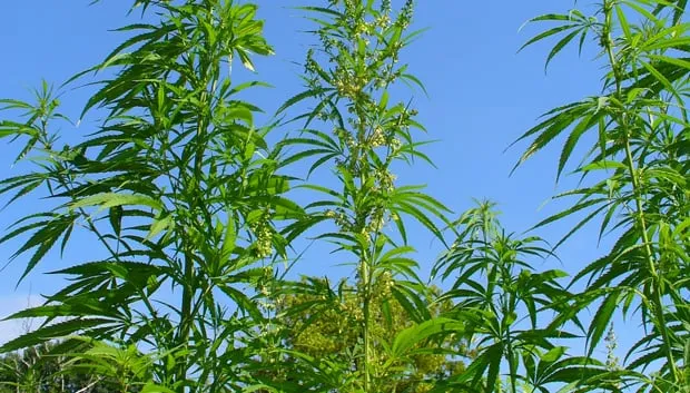 hennepteelt buiten