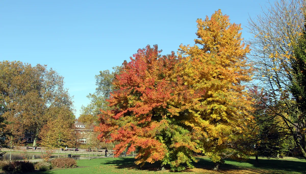 herfst 2016 stadspark