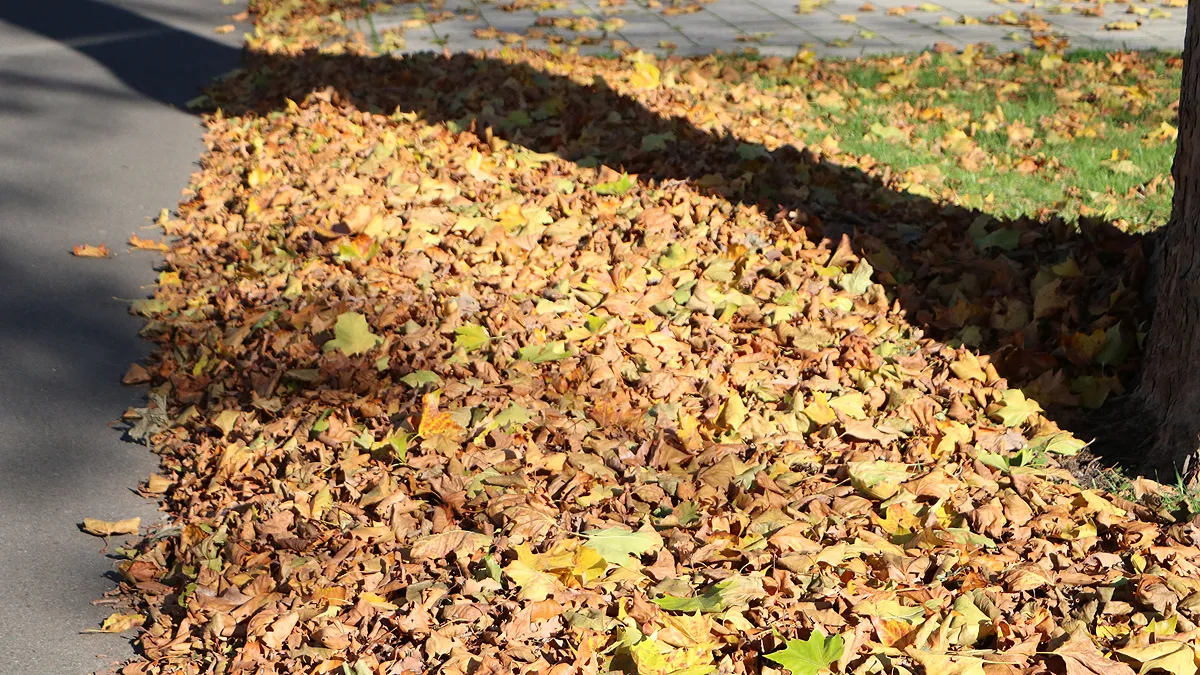 herfst gevallen bladeren 2020