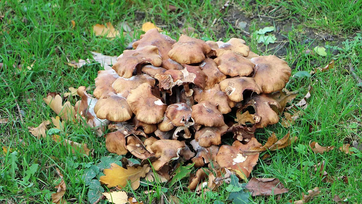 herfst stadspark sittard 2020