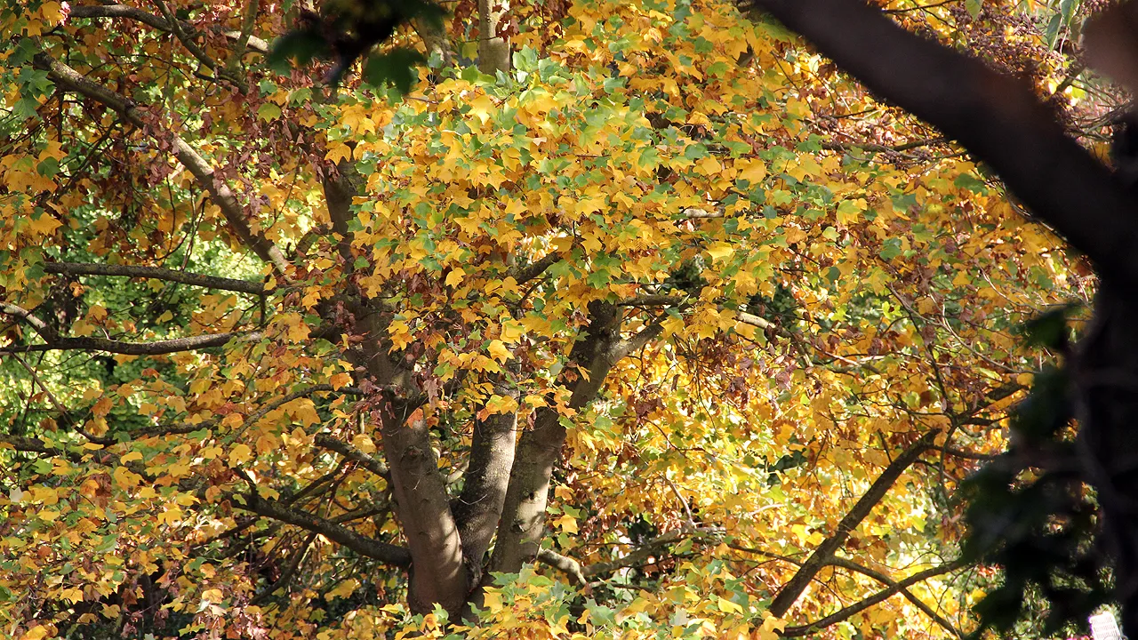 herfstfoto ginkgo biloba herfst tuin agnetenberg