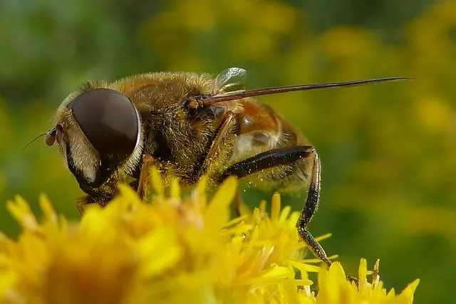 hommel bijentelling cc0 pixabay bee 1641056 640