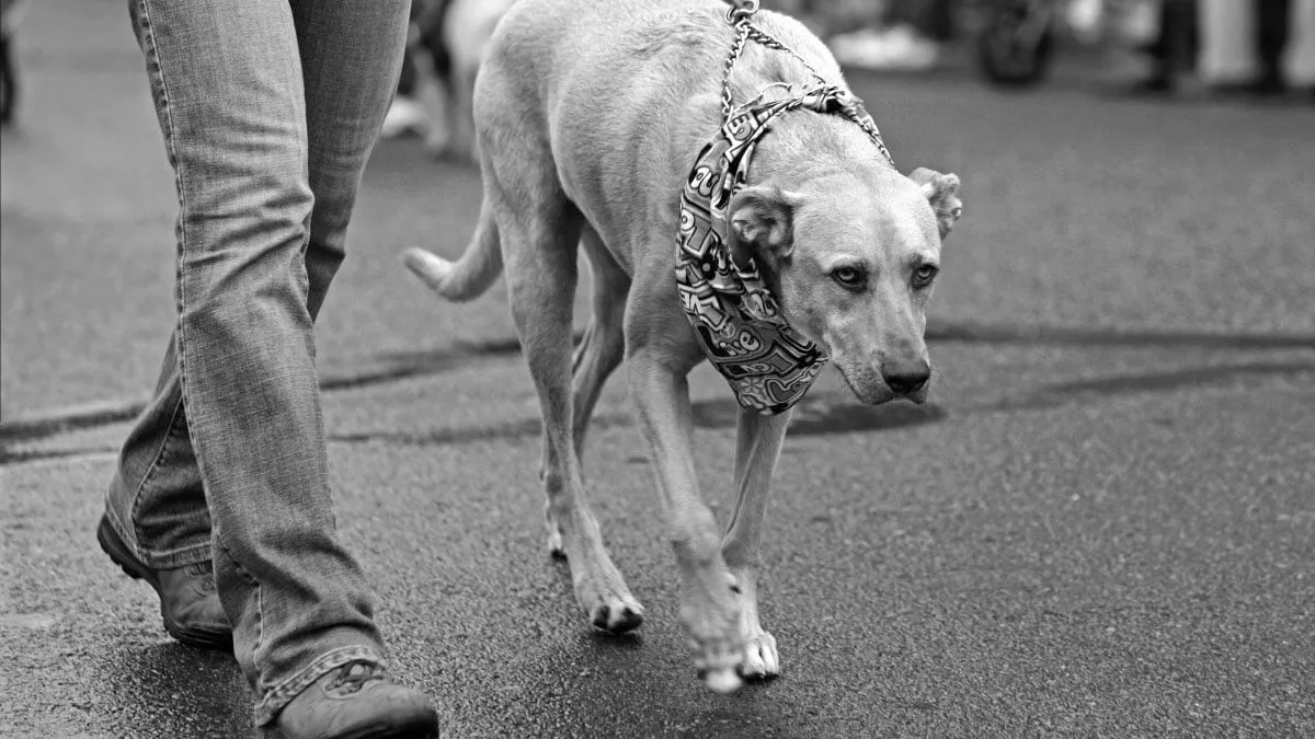 hond aan normale riem