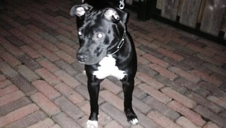 hond achtergelaten in dieteren