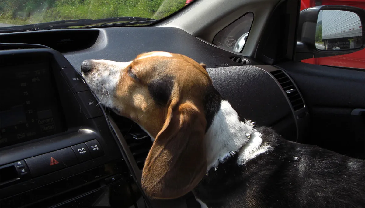 hond in auto