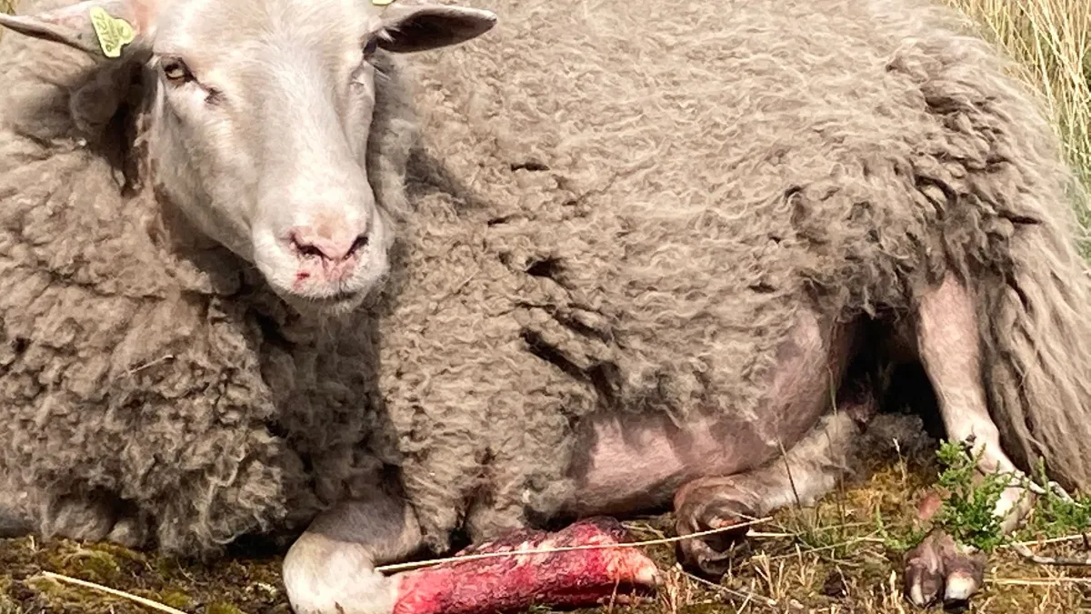 hondenaanval schapen 5